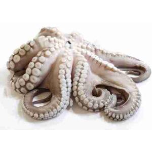 POLPO 1000/2000 IQF INDONESIA 14 KG