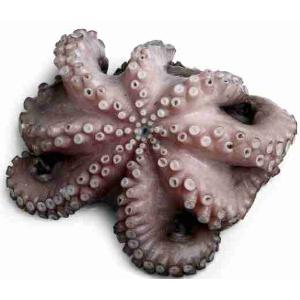 POLPO 1500/2000 IQF T4 12 KG