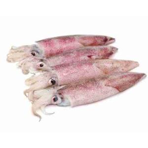 CALAMARO 2 P 200/300 IWP 6 KG