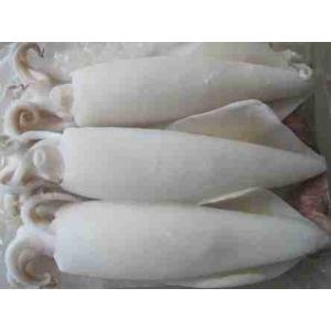 CALAMARO U5 IQF BUSTA 1 KG