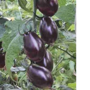 POMODORO DATTERINO NERO ORIG.IT CAT.I (al kg)