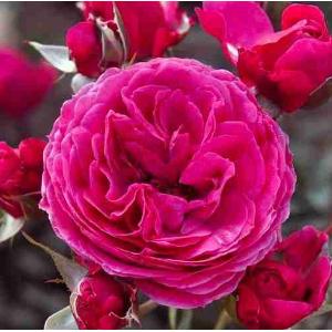 FIORI COMMESTIBILI ROSE