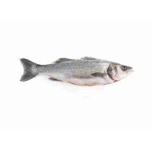 BRANZINO/SPIGOLA 8G (al kg)