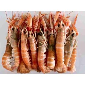 SCAMPI 16/20 INT. FRS SFS (al kg)