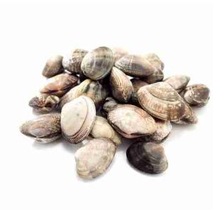 VONGOLE LUPINO TURBO (al kg)