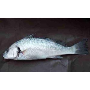 OMBRINA BOCCADORO (al kg)