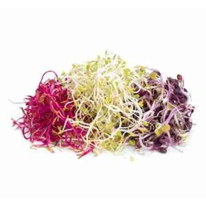 GERMOGLI TRIS VASCHETTA