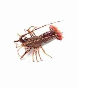 ARAGOSTA ATL. 400/600 (al kg)