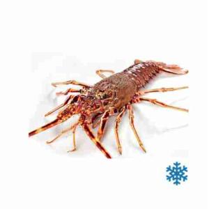 ARAGOSTA INT.CONG (al kg)