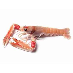 SCAMPI EST.INT.FRS (al kg)