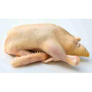 ANATRA TZ X1 SV (al kg)