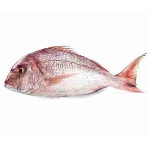 PAGRO MAGGIORE ALLEVATO 3G (al kg)