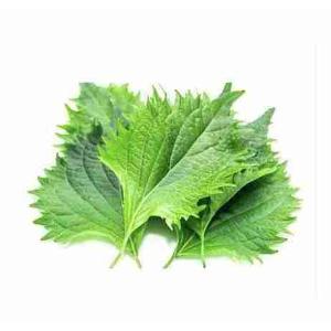 FOGLIE SHISO VASCHETTA