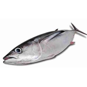 ALALUNGA INTERA (al kg)