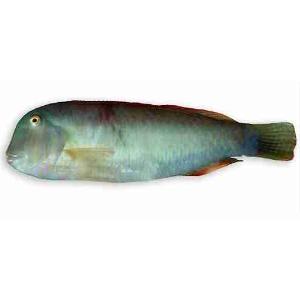 PESCE PETTINE/SURICI LOC (al kg)