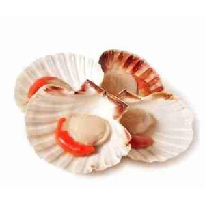 CAPPASANTA DEL PACIFICO 1/2 GUSCIO (al kg)