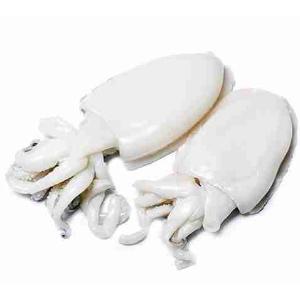 SEPPIA PULITA ALLIEVI DEC (al kg)