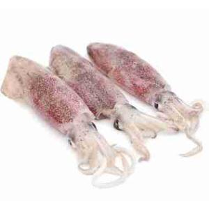 CALAMARO 50/100 (al kg)