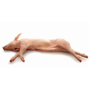 MAIALINO INTERO S/V (al kg)