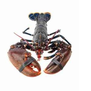 ASTICE EUROPEO 400/600 CNG. (al kg)