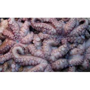 POLPO SCOGLIO (al kg)