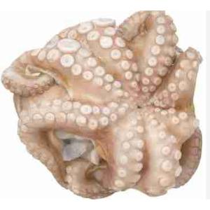 POLPO MAROCCO CRUDO FIORE 1500-2000 IWP...