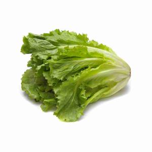 LOCAL ESCAROLE