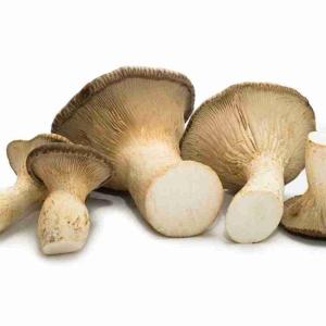 FUNGHI CARDONCELLI (al kg)