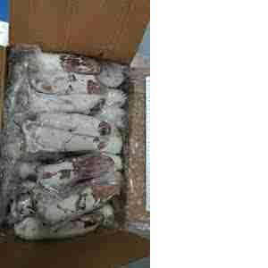 CALAMARO INT.MAROCCO 2P 16/21CM (al kg)